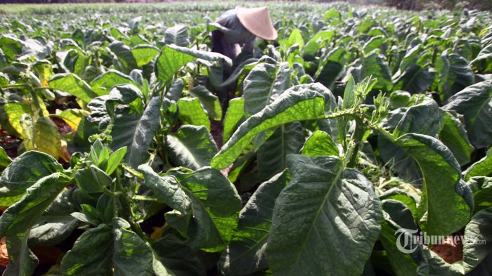 Pemerintah Diminta Fokus ke Sektor Perkebunan