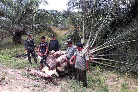 Seratus Hektare Tanaman Sawit di Langkat Dihancurkan