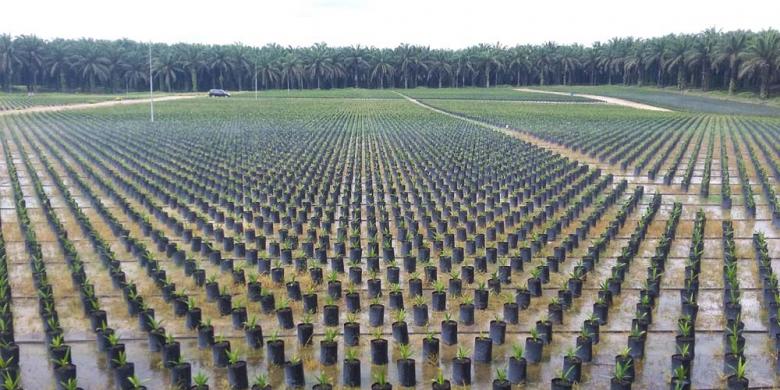 Trade minister urges France to cancel progressive palm oil tax