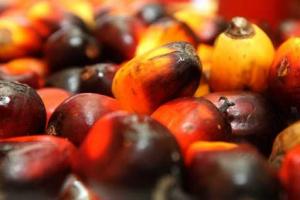 CPO PRICE Feb 18: Fluctuates as Soybean, Oils Move in Opposite Directions