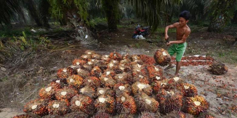 On Palm Oil, Indonesia Still Faces Challenges