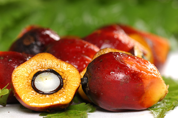 PALM OIL COMPETITIVENESS: 149 Companies Receive ISPO Certification