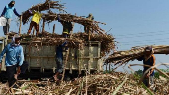 From Sugarcane to Sugar, Indonesia's Inefficient Route