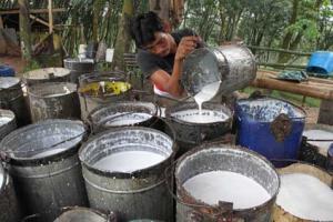 MARCH 7 RUBBER OUTLOOK: Rally Extends on Thailand Supply Focus