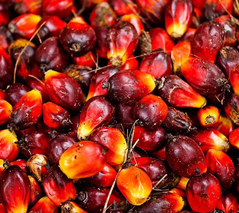 CPO Prices Moved Positively, Assisted by a Weakening Ringgit