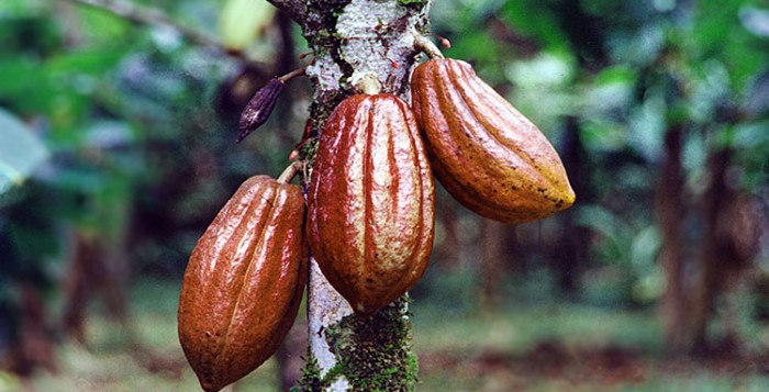 ICE Cocoa Ends Week Marginally Higher, Posts Nearly 2% Weekly Gain