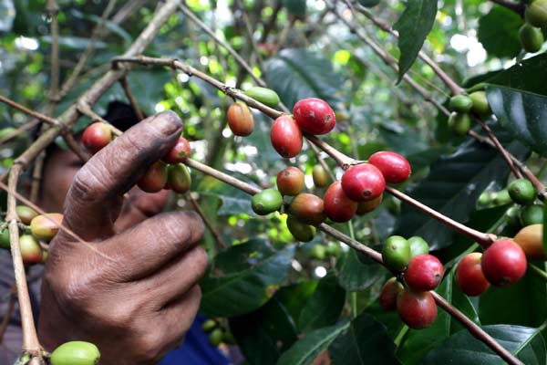 Coffee Price is Predicted to Soar Due to El Nino Effects