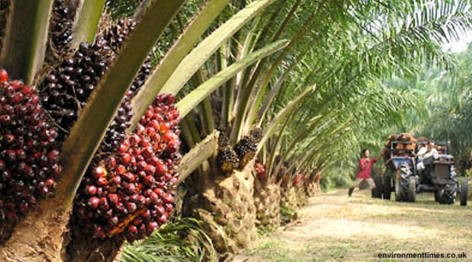 Weak CPO Price Eroded by Ringgit Strengthening and Crude Oil Weakening