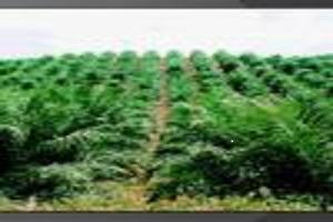 PALM OIL & MINING MORATORIUM: Government Asked to Review Existing Permits