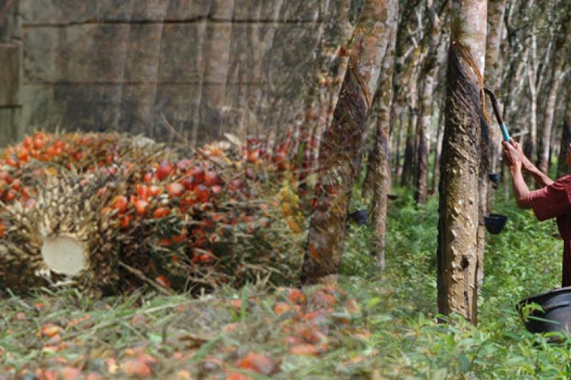 Rubber and Palm Oil Prices Improve