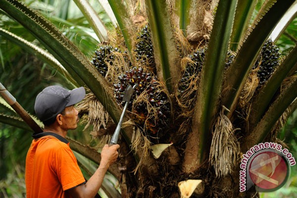 About 100 thousand hectares of farmers’ oil palm plantation are rejuvenated every year