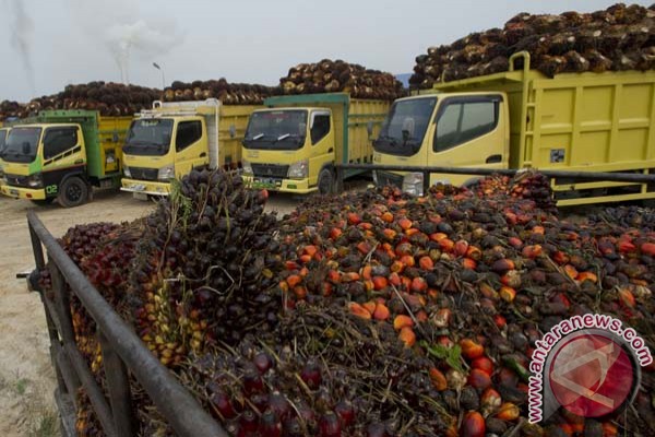 Industry Minister Wants Palm Oil Industry to Continue Growing Amidst Land Permit Moratorium