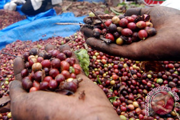 AEKI estimates 2016 coffee production will drop