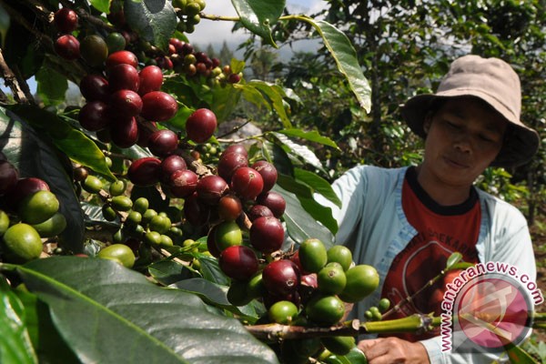 Ijen coffee enters the New Zealand market