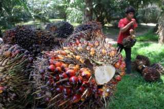 South Sumatra CPO and TBS Prices Decline