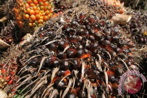 Palm Oil On Local Government Land Harvested By Residents
