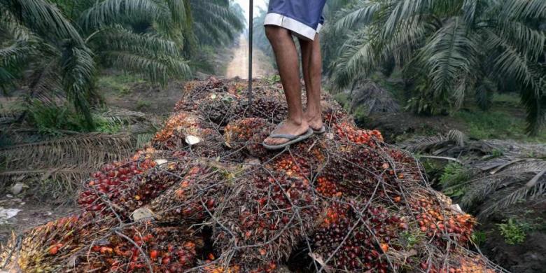 CPO PRICE ON SEPTEMBER 5: Palm Oil Surges Supported by These Factors