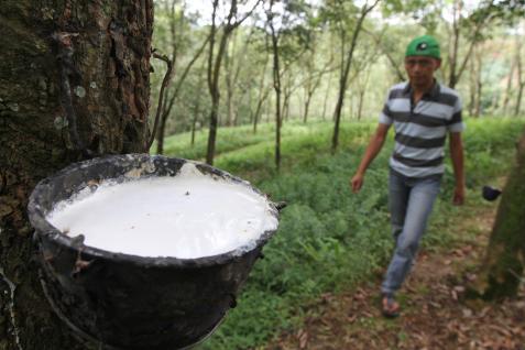 Rubber prices up 1 on opening, eases later