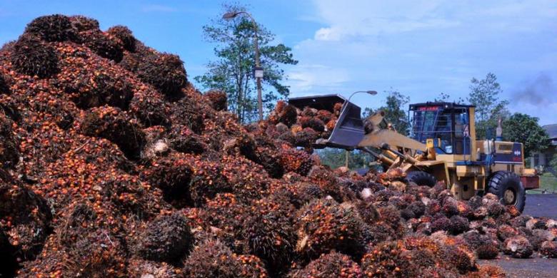 Palm Oil Price Hike, Blessing for Sebatik Farmers