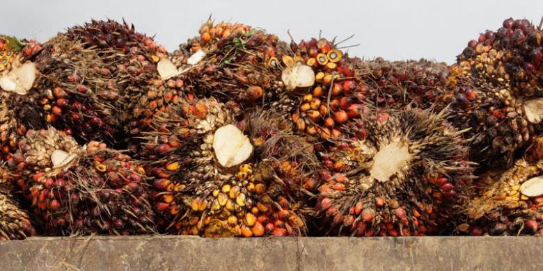 Astra Agro Expects CPO Demand to Continue to Grow Next Year