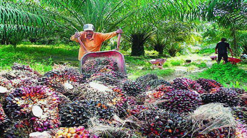After Palm Oil Plantation, Sampoerna Agro Pockets IDR 447 Billion