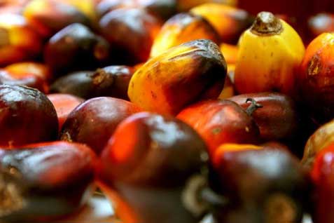 CPO PRICE Sept 20: Palm Oil Rallies Again ahead of India Industry Conference's Outlook