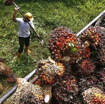 CPO & rubber predicted to be drivers of exports in 2017