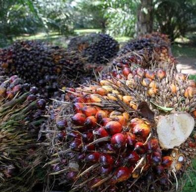 European Palm Oil Resolution Doesn't Affect PTPN III's Export