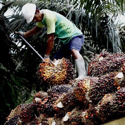 RI to Boost Palm Oil Exports to China