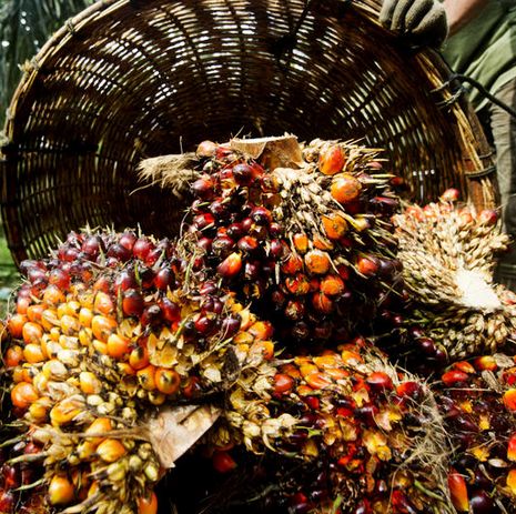 CPO price is driven by soybean price