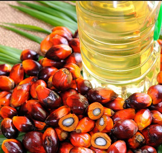 PTPN palm oil plant operates in 2019