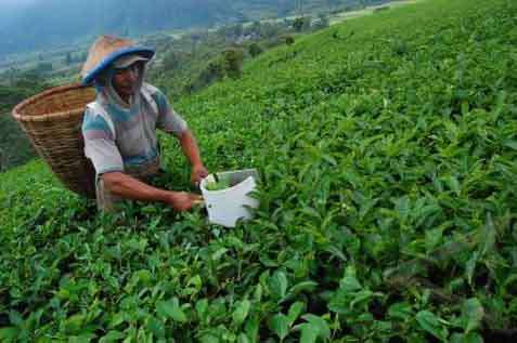 PT KPBN Targets the Sale of 52,000 Tons of Tea This Year