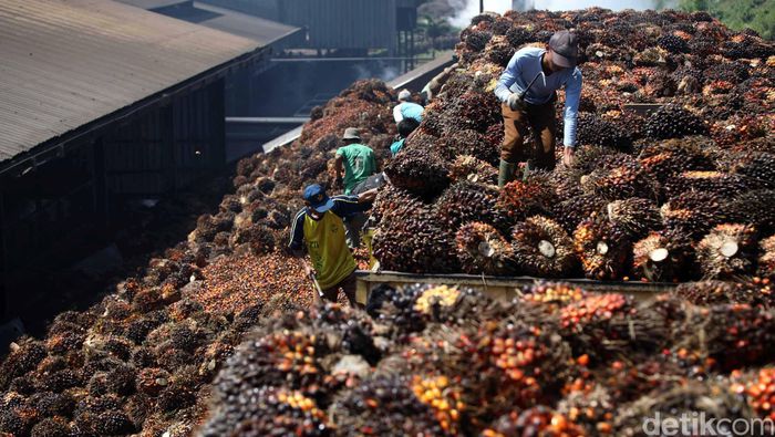 Indonesia third-largest palm oil importer in China