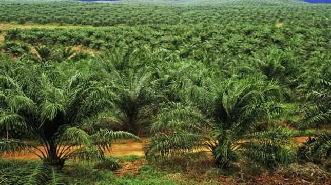 Palm Sector Moves, Balel Islands to Establish Palm Oil Factories