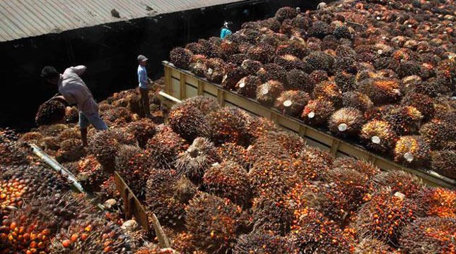 Palm Oil Industry Stands to Benefit From U.S.-China Trade War