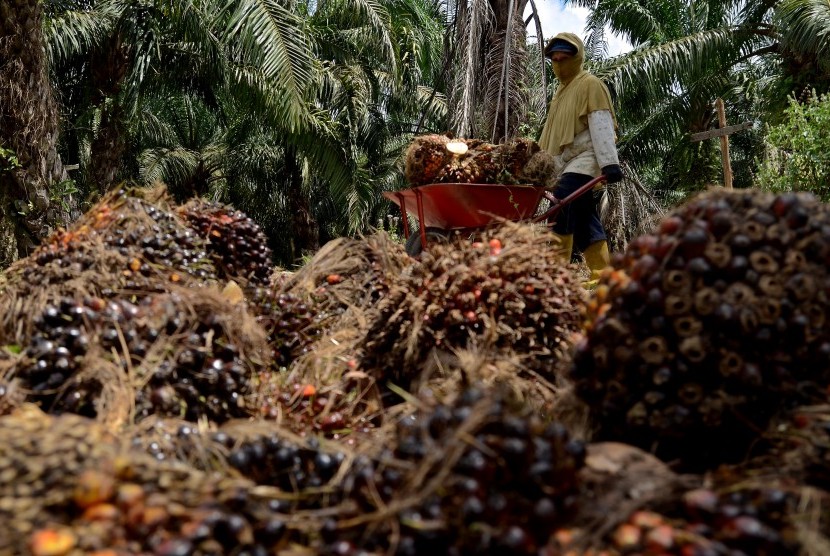 RI Lobbies India to Cut Palm Oil Tax