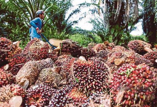 Harga TBS Sawit Anjlok Terus, Petani Usul Bangun Pabrik Kelapa Sawit  